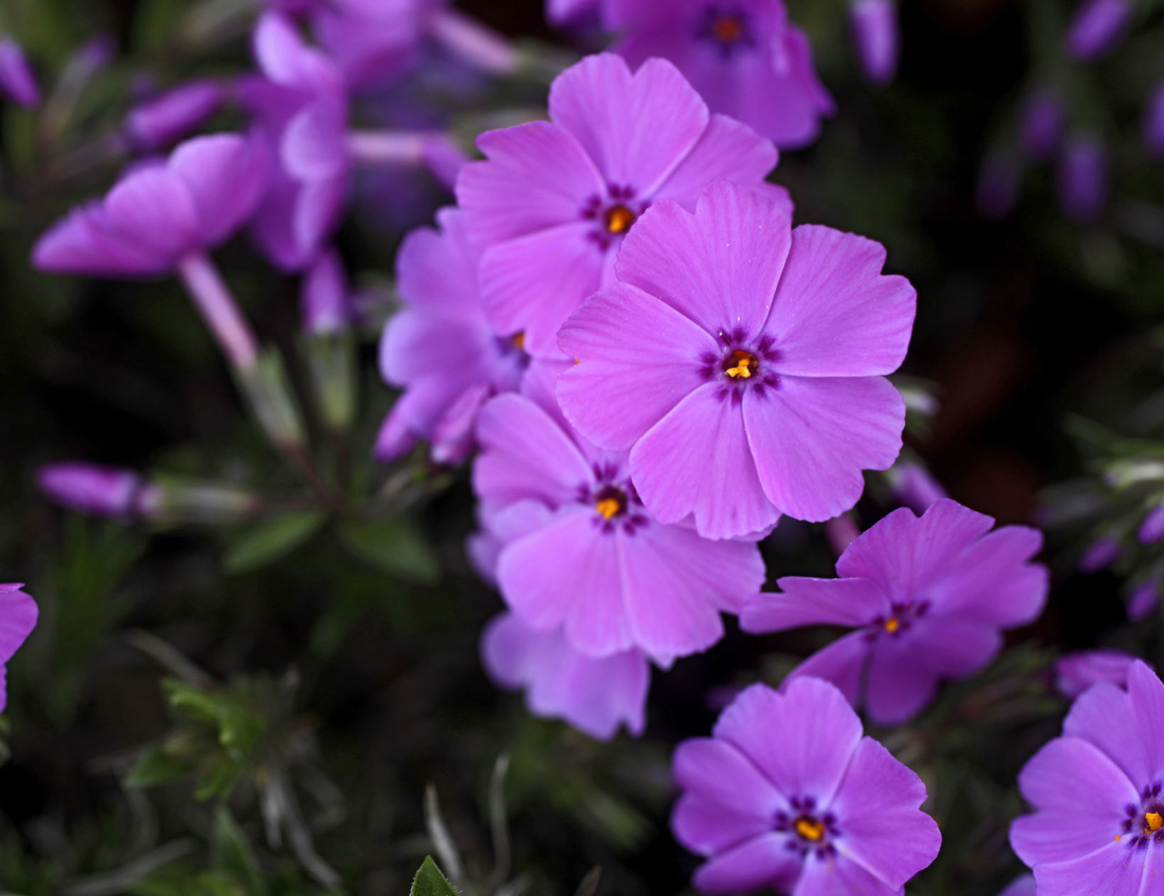 Tulsa Botanic Garden